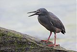 Striated Heron